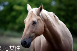 馬油是萬能的嗎？接近人體脂肪也并不萬能