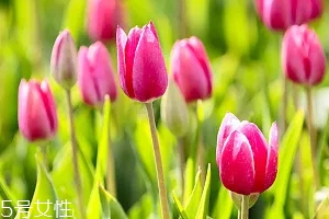 嚴(yán)禁入室的花有哪些？這7種花別養(yǎng)