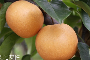 梨子里面發(fā)黑還能吃嗎？影響梨子的保存時間