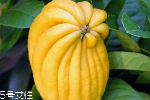 佛手柑是什么味道？佛手柑味道非常好聞