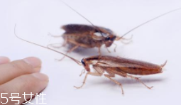 蟑螂究竟有多臟？傳播蛔蟲卵等多種病菌