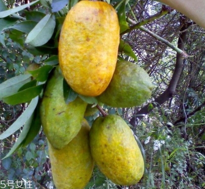 牛卵坨孕婦可以吃嗎？看屬于什么懷孕階段