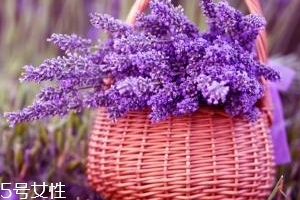 薰衣草精油能防曬嗎？能隔離紫外線