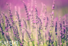 薰衣草精油能防曬嗎？能隔離紫外線