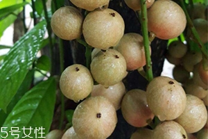 木奶果好吃嗎？木奶果密密麻麻好吃到爆