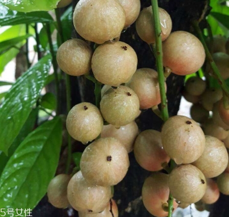 木奶果怎么吃？皮可以吃嗎