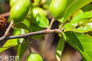 多依果多少錢一斤？