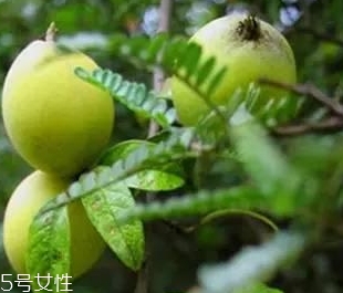 多依果多少錢一斤？
