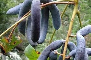 貓屎瓜能吃嗎？其貌不揚(yáng)的水果