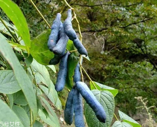 貓屎瓜能吃嗎？其貌不揚(yáng)的水果