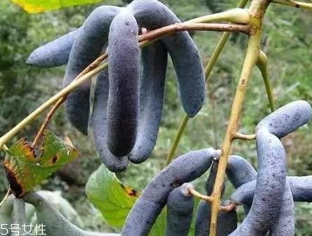貓屎瓜的籽能吃嗎？