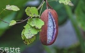 八月炸和貓屎瓜是一種水果嗎？了解它們的區(qū)別