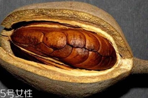 向天果的用量 根據(jù)自身情況選擇服用量。