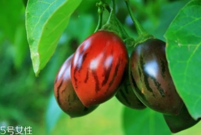 樹(shù)番茄多少錢(qián)一斤？