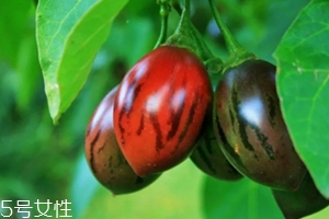 樹番茄外皮可以吃嗎？來看看樹番茄的吃法
