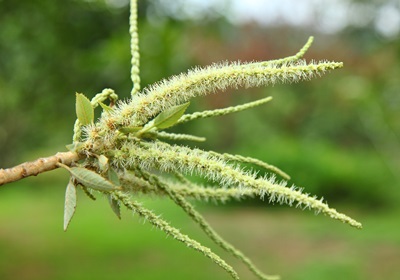 栗子是怎么長(zhǎng)出來的 開花結(jié)果取果仁