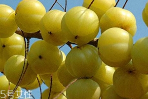 余甘子怎么吃？腌制風(fēng)味最佳