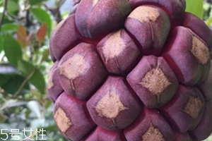 布福娜多少錢一斤？長(zhǎng)相奇特的水果