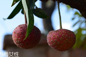 雞嗉子果怎么吃？雞嗉子果的功效和作用
