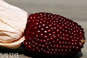 草莓玉米怎么吃？觀賞和食用雙重價(jià)值