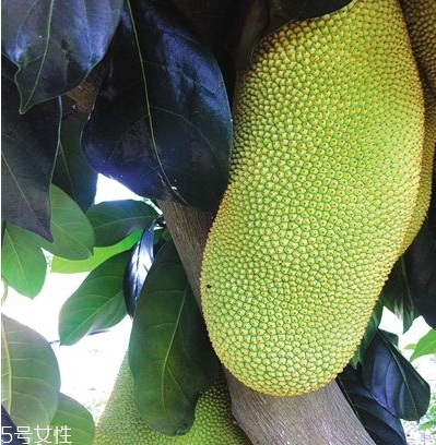 榴蓮蜜多少錢一斤？十幾塊錢左右波動(dòng)