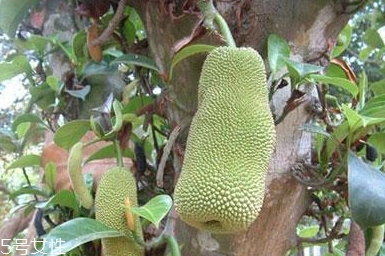 尖蜜拉是菠蘿蜜嗎？多少錢一斤