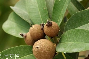 人心果多少錢一斤？稀有水果價(jià)格高