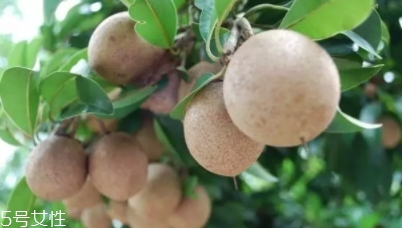 人心果多少錢一斤？稀有水果價格高