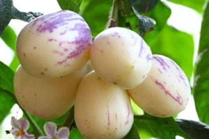 香瓜茄多少錢一斤？香瓜茄種子哪里買