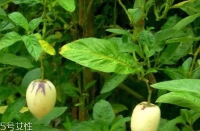 香瓜茄孕婦可以吃嗎？香瓜茄功效多