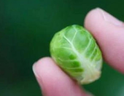 抱子甘藍可以生吃嗎？抱子甘藍沙拉更營養(yǎng)