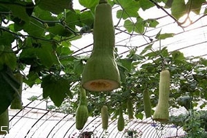 砍瓜怎么做好吃？教你烹飪砍瓜