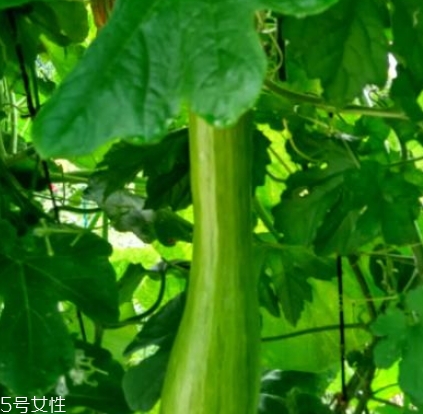 砍瓜怎么做好吃？教你烹飪砍瓜