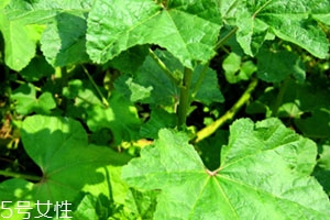 冬寒菜孕婦可以吃嗎？不建議孕婦吃冬寒菜