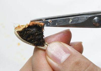 陽澄湖大閘蟹怎么吃？食陽澄湖大閘蟹注意事項