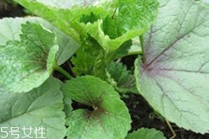 冬寒菜多少錢一斤？