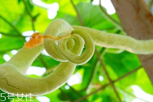 蛇瓜可以生吃嗎？這樣吃蛇瓜最好