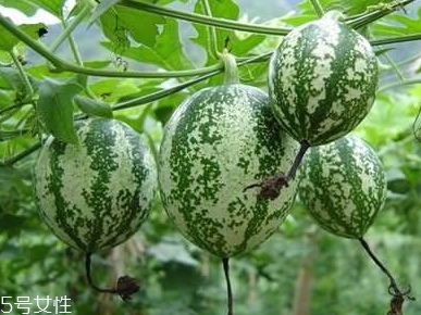 吊瓜怎么吃？吊瓜這樣做最好吃