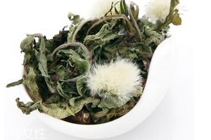 蒲公英茶怎么做？蒲公英茶做法超簡單