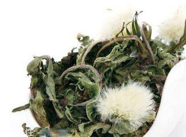 蒲公英茶怎么做？蒲公英茶做法超簡單