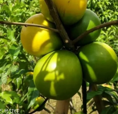 黃晶果多少錢一斤？黃晶果好吃嗎