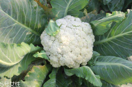 花椰菜吃的是什么部位？花苞部位最營養(yǎng)
