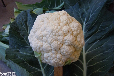 孕婦可以吃花椰菜嗎？促進(jìn)孕婦免疫力