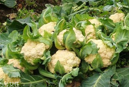 孕婦可以吃花椰菜嗎？促進(jìn)孕婦免疫力