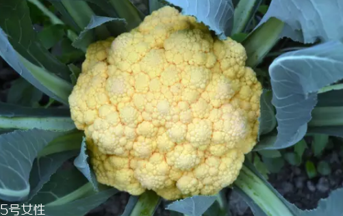 花菜在冰箱能放幾天？不要超過(guò)7天