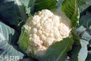 花菜怎么洗才干凈？一定要把蟲子洗掉