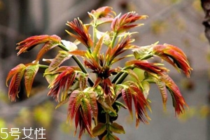 香椿怎樣長期保存？這樣做可儲存一年