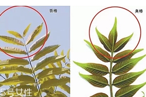 香椿和臭椿有什么區(qū)別？臭椿有毒不能吃