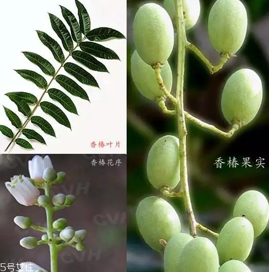 香椿和臭椿有什么區(qū)別？臭椿有毒不能吃