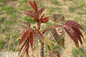 香椿和臭椿有什么區(qū)別？臭椿有毒不能吃